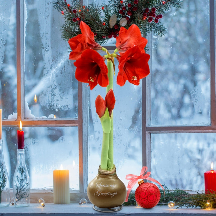 Wax-Dipped Amaryllis Bulb