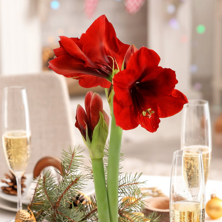 Wax-Dipped Amaryllis Bulb