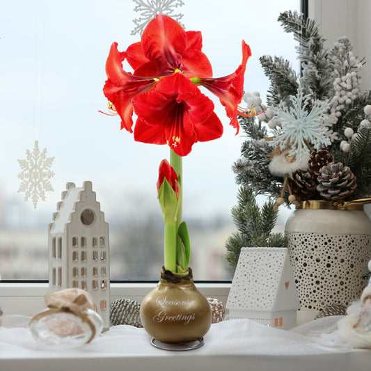 Wax-Dipped Amaryllis Bulb