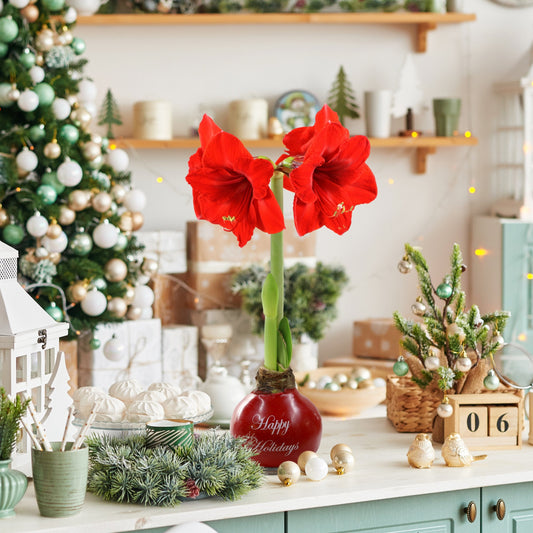 Wax-Dipped Amaryllis Bulb