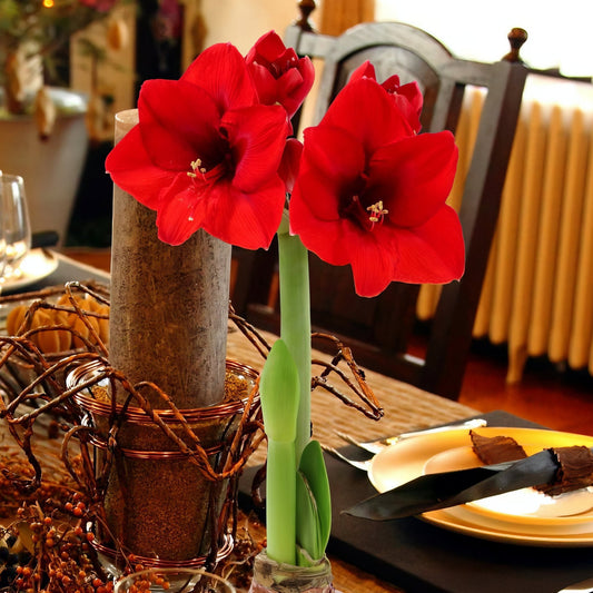 Wax-Dipped Amaryllis Bulb