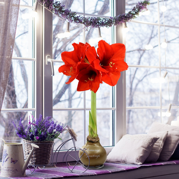 Wax-Dipped Amaryllis Bulb