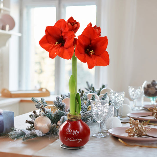 Wax-Dipped Amaryllis Bulb