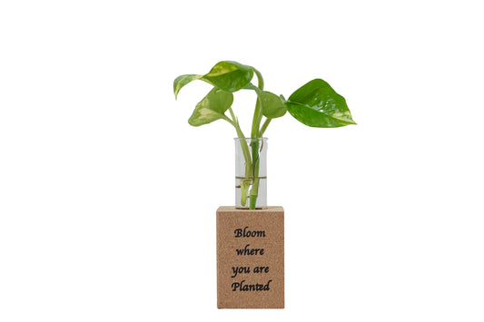 Small potted plant in a clear vase with a wooden base on a white background