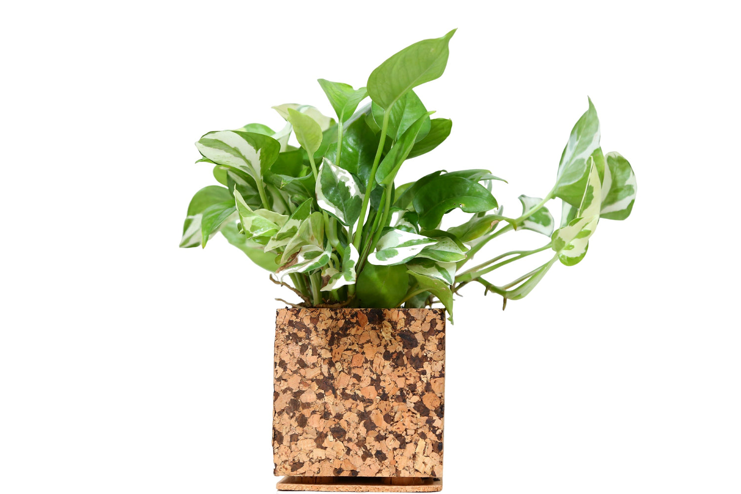 cork planter indoor Chocochip Textured Planter
