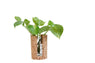 Cylindrical Test Tube Planter