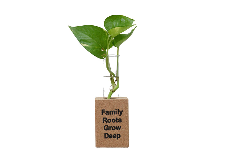 Fridge Magnet Planter Family Roots Grow Deep With Test Tube