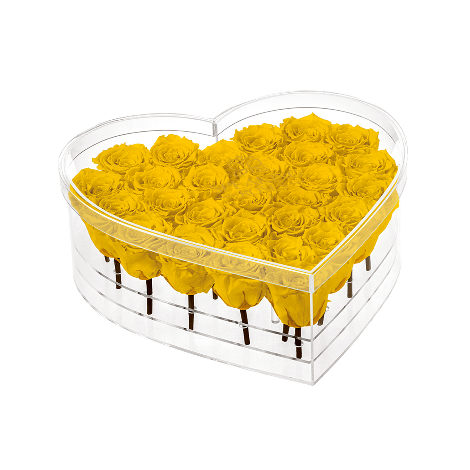 Heart-shaped transparent box filled with yellow roses on a white background