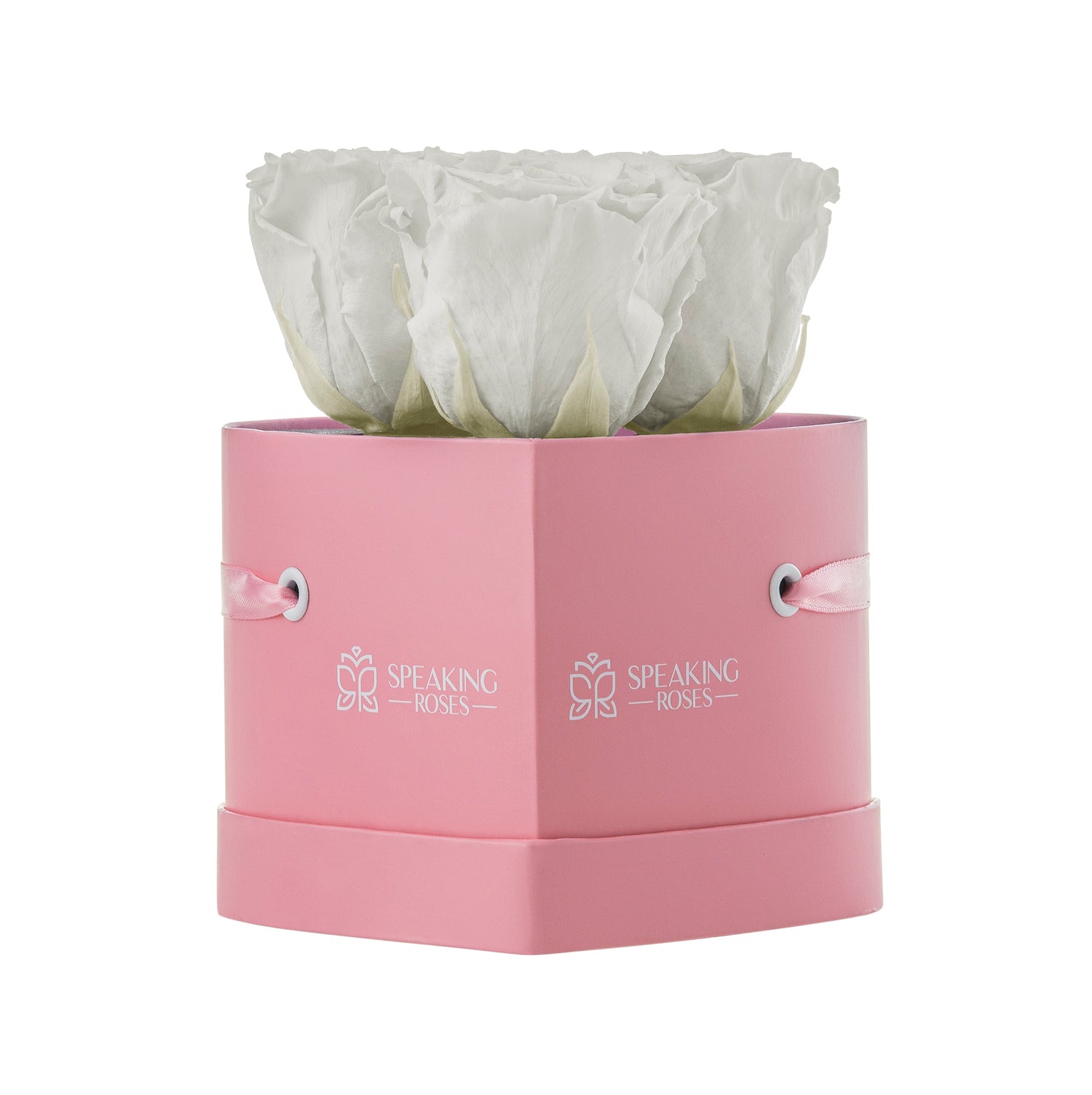 Pink box with white roses inside on a white background