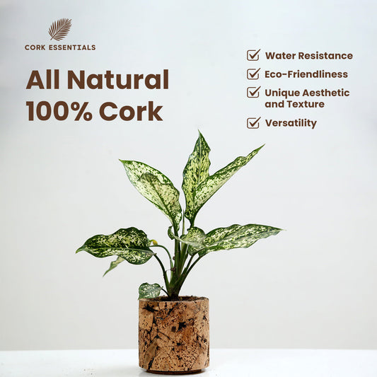 Potted plant with variegated leaves on a white background