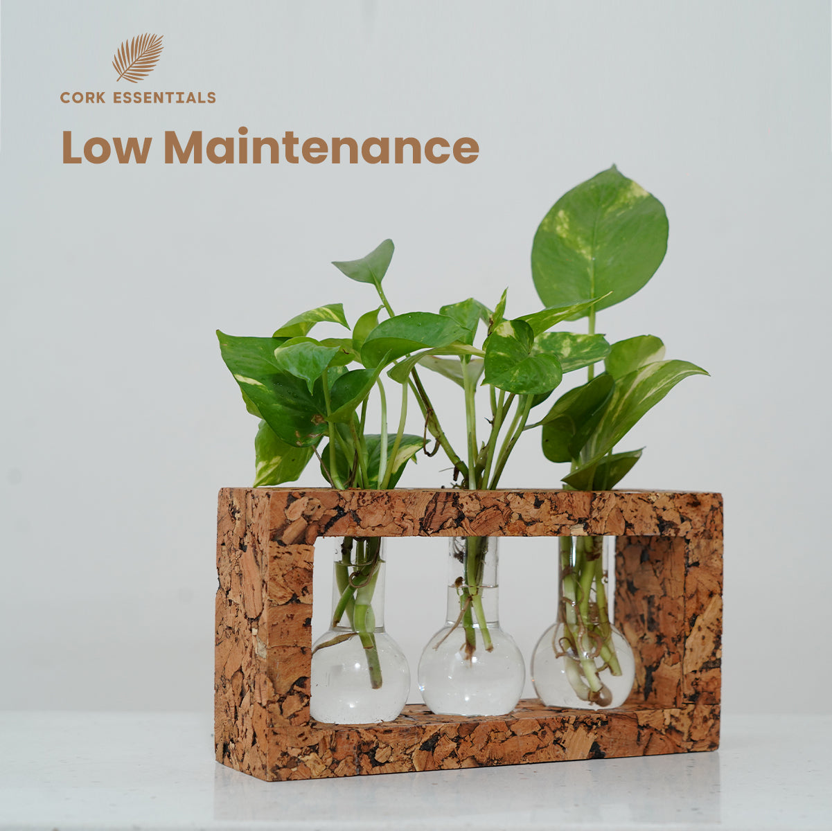 Cork essentials low maintenance plant holder with plants on a light gray background