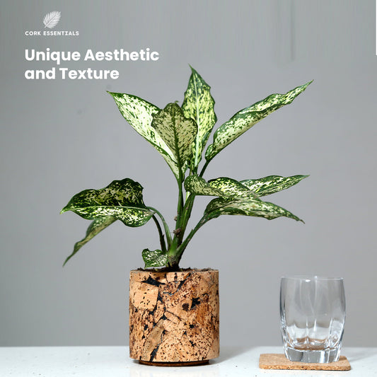 Potted plant with variegated leaves on a white background