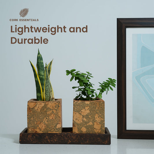 Square cork planter with a plant on a white background