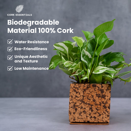 Potted plant with green leaves in a cork-style pot on a white background