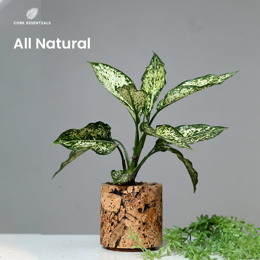 Potted plant with variegated leaves on a white background