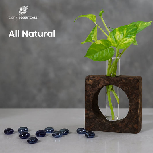 Clear glass vase with plant in a dark brown square holder on a white background