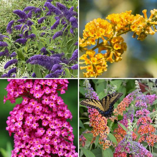 4-Piece Multicolor Butterfly Bush Collection