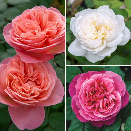 3-Piece Fragrant Rose Collection