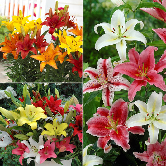 30-Piece All Summer Lily Garden