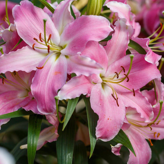 30-Piece All Summer Lily Garden