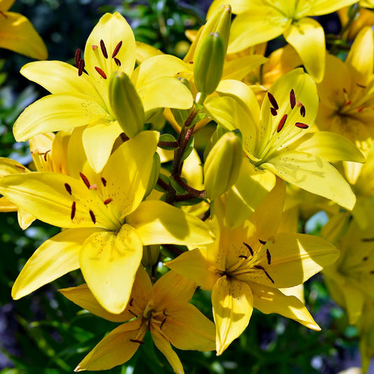 30-Piece All Summer Lily Garden