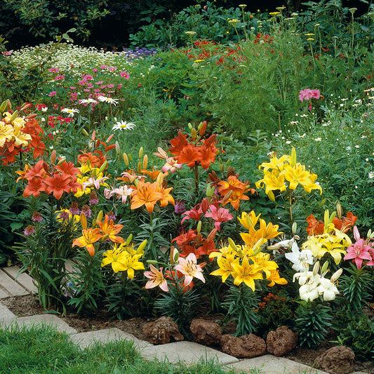 30-Piece All Summer Lily Garden