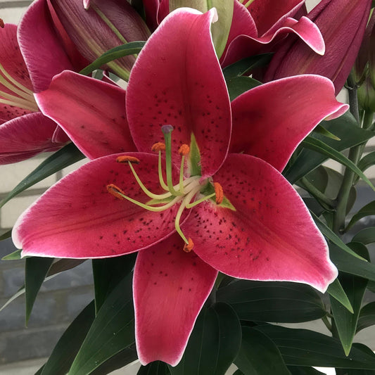 30-Piece All Summer Lily Garden