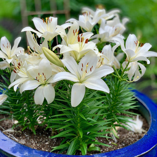 30-Piece All Summer Lily Garden