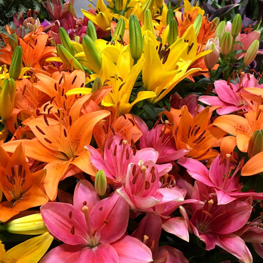 30-Piece All Summer Lily Garden