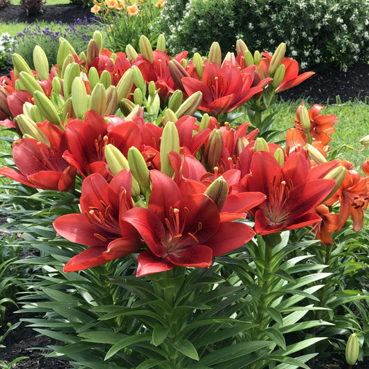 30-Piece All Summer Lily Garden