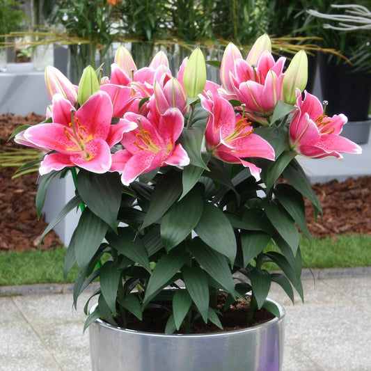 30-Piece All Summer Lily Garden