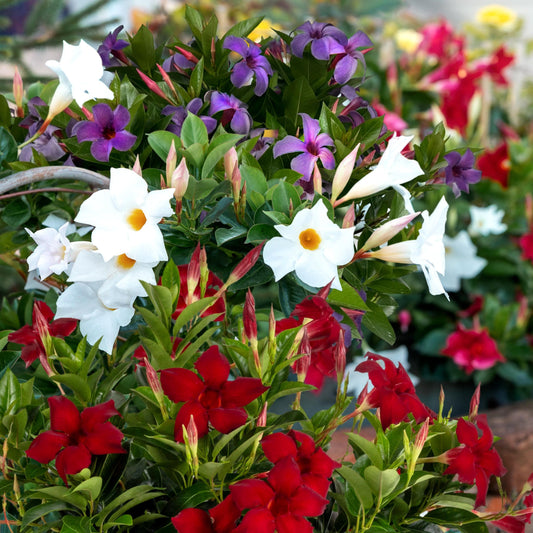 3-Piece Red, White & Blue Mandevilla