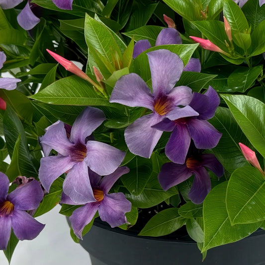 3-Piece Red, White & Blue Mandevilla