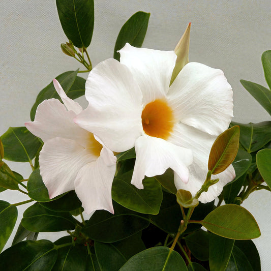 3-Piece Red, White & Blue Mandevilla