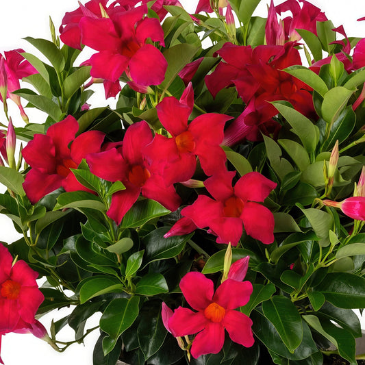 3-Piece Red, White & Blue Mandevilla