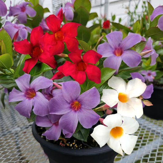 3-Piece Red, White & Blue Mandevilla