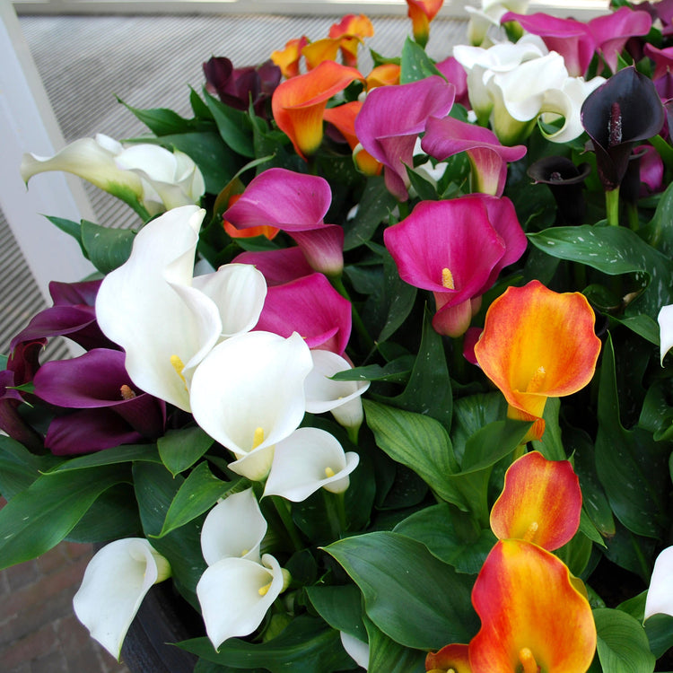 3-Piece Calla Collection