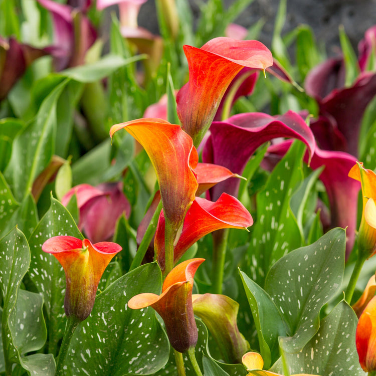 3-Piece Calla Collection