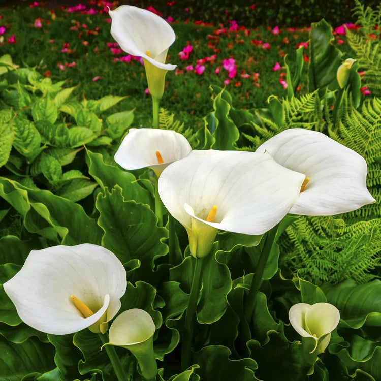 3-Piece Calla Collection
