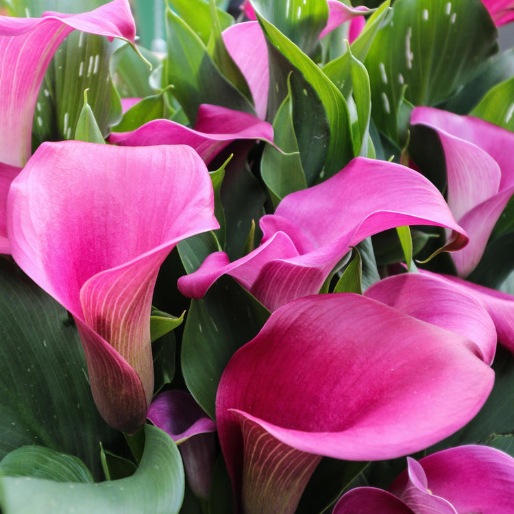 3-Piece Calla Collection