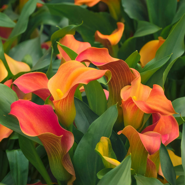 3-Piece Calla Collection