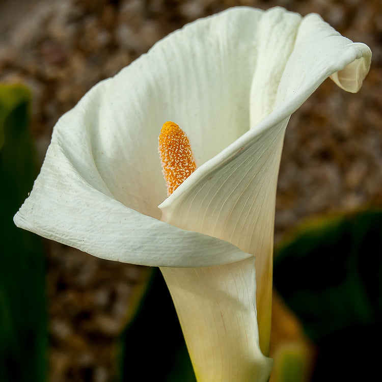 3-Piece Calla Collection
