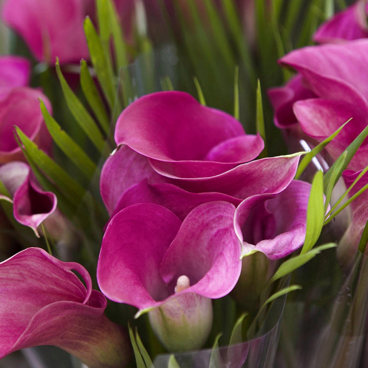 3-Piece Calla Collection