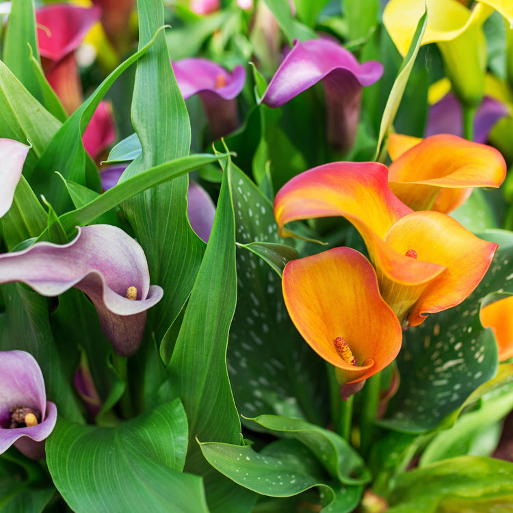 3-Piece Calla Collection