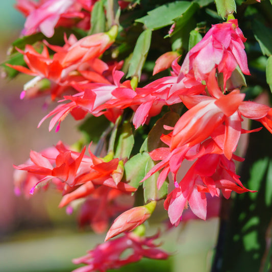 Pink potted plant on a table with a blurred background