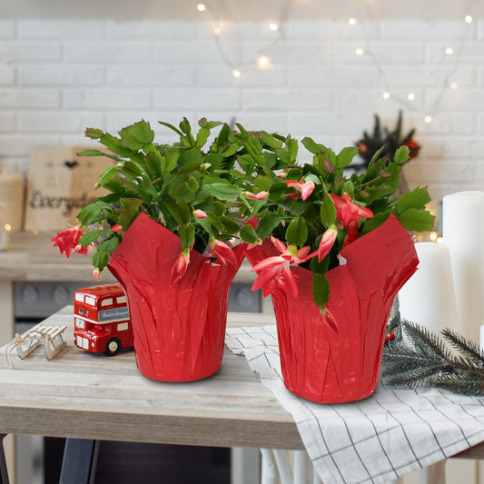 Pink potted plant on a table with a blurred background
