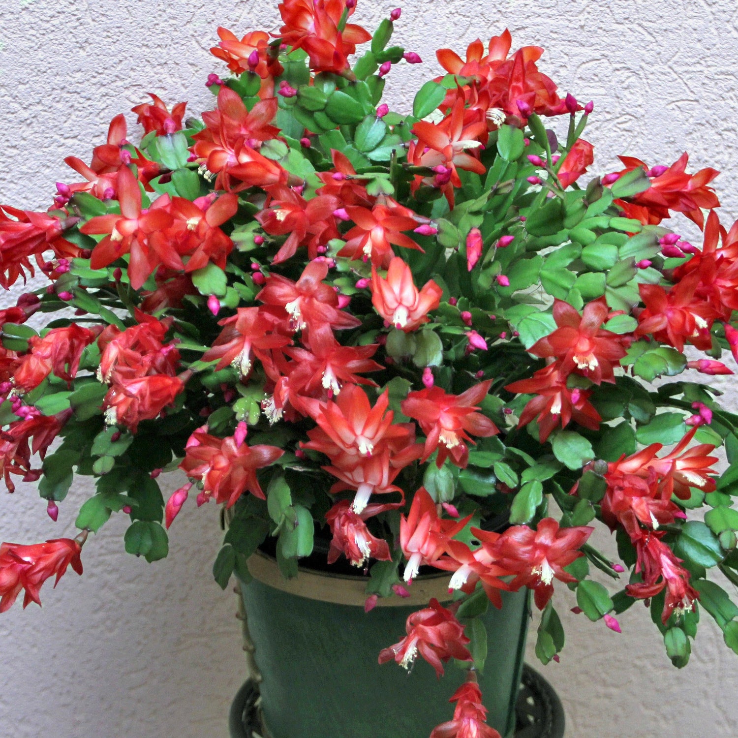 Potted Christmas cactus with red and pink flowers against a light background