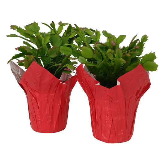 Pink potted plant on a table with a blurred background