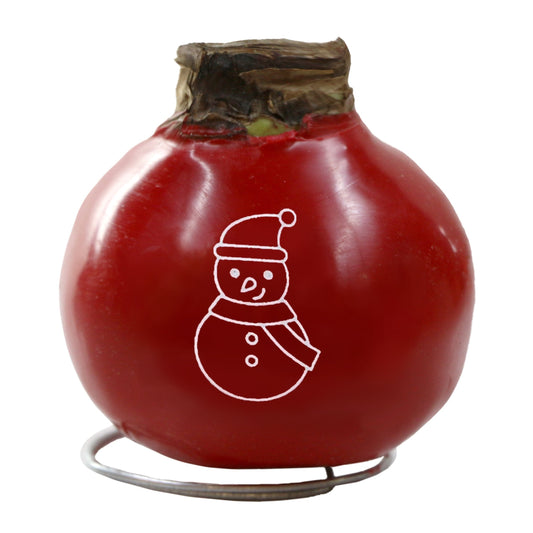 1-Piece Red Waxed Amaryllis w/Snowman Stencil
