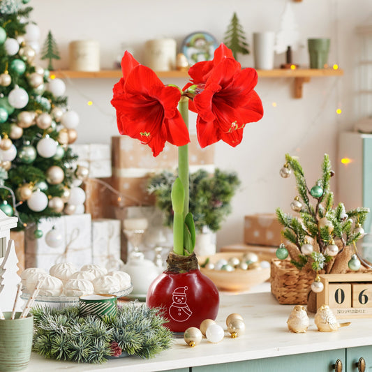 4-Piece Red Waxed Amaryllis w/Snowman Stencil